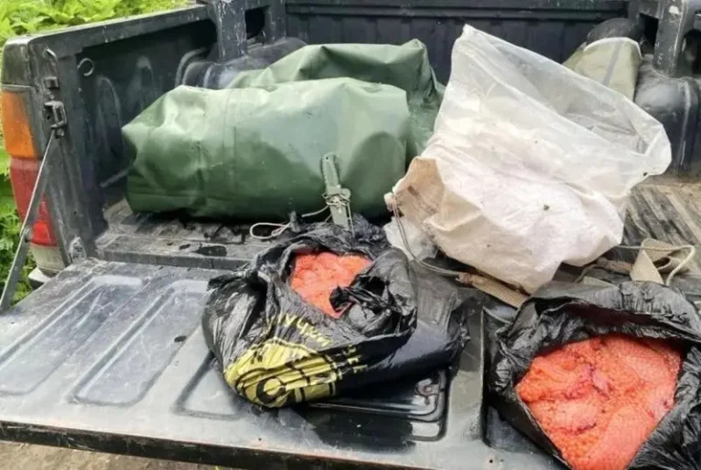 Kamchatka Authorities Intercept Major Salmon Poaching Operation