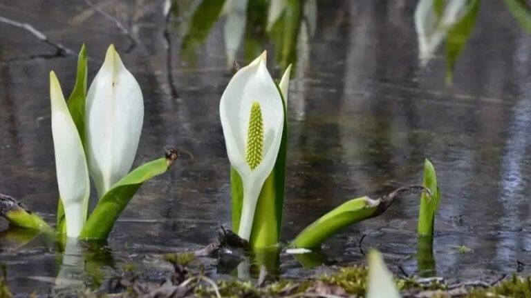 New Eco-Trail Protects Kamchatka Lysichiton Habitats
