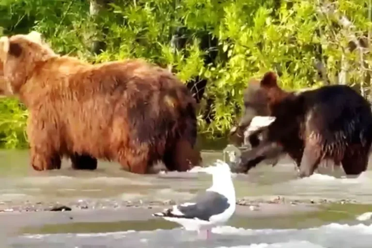 Sockeye Salmon Spawning Season Draws Brown Bears to Kuril Lake