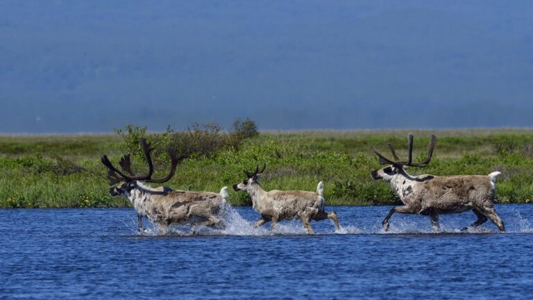 Kamchatka Reindeer Begin Active Foraging Ahead of Winter Migration