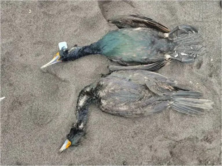 Toxic Algae Linked to Mass Bird Deaths on Kamchatka Peninsula