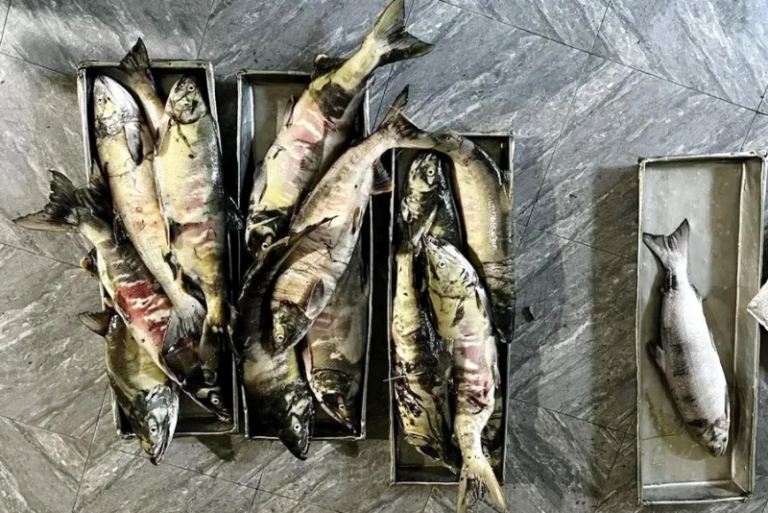 Two Arrested for Illegal Salmon Fishing on Kamchatka’s Avacha River