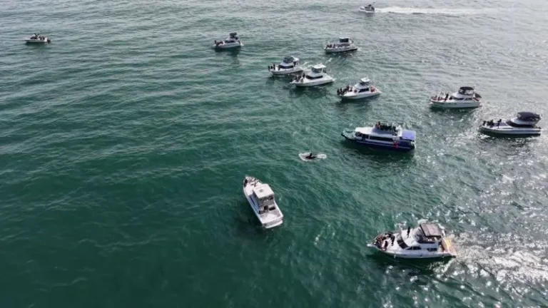 Tourist Vessels Endanger Avacha Gulf Killer Whales During Mass Pursuit