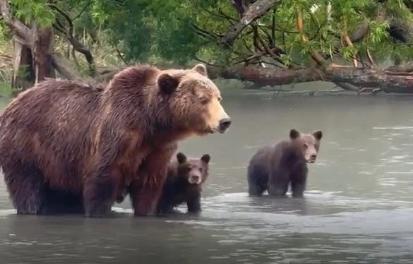 Female Bears Bring Cubs to Kuril Lake for Sockeye Salmon Fishing