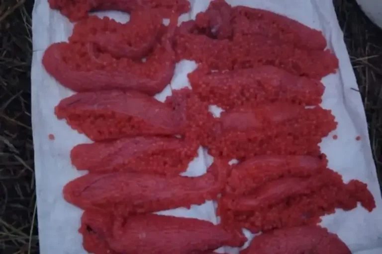Authorities Seize Half a Ton of Illegally Caught Salmon