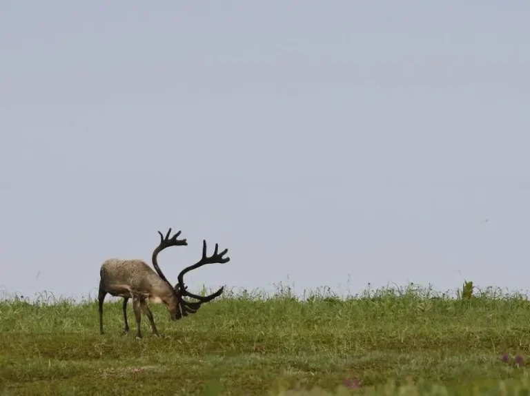 Kamchatka Reindeer Enter Fattening Phase Ahead of Migration