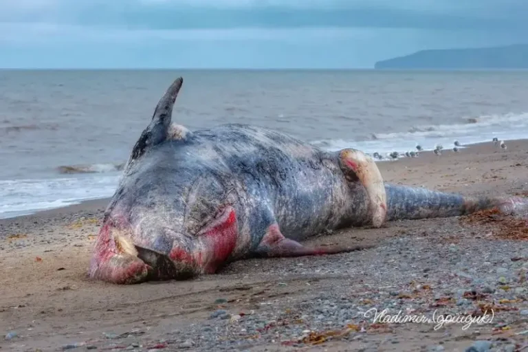 Dead Whale Washes Ashore on Northeastern Kamchatka Coast
