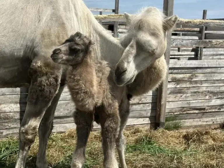 First Camel Calf Born at Rosa Farm in Kamchatka Peninsula