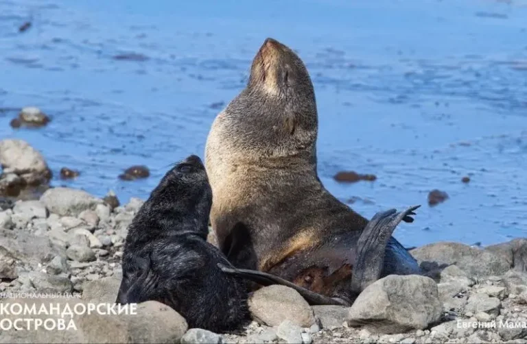 Commander Islands Wildlife Exhibition Opens at Kamchatka Airport