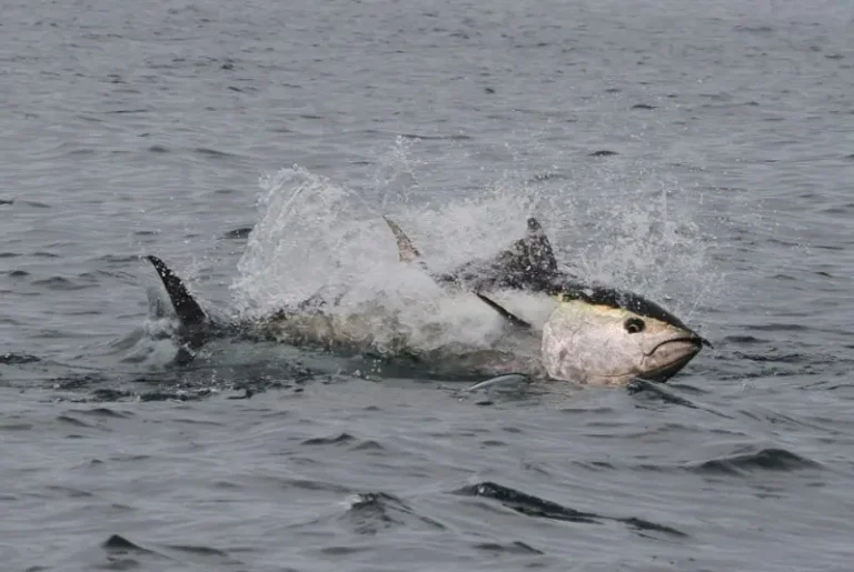 Pacific Bluefin Tuna Recorded in Commander Islands Amid Climate Shifts
