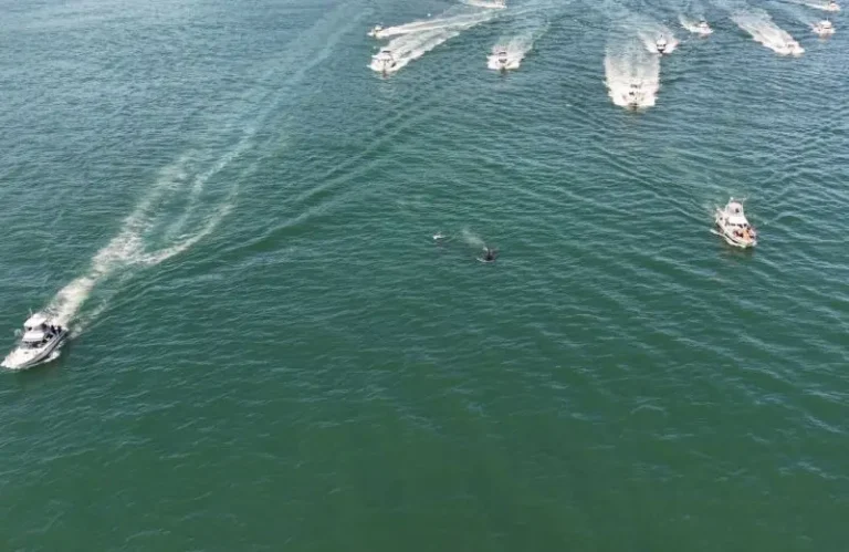 Investigation Launched After Tourist Boats Chase Orcas in Kamchatka