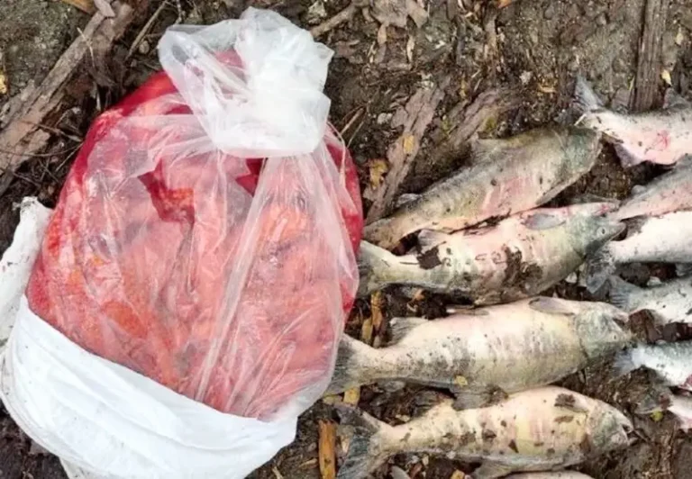 Kamchatka Poacher Detained with Illegal Salmon and Caviar Catch