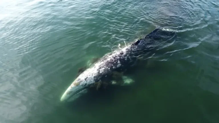 Gray Whales Forage on Benthic Crustaceans in Kamchatka’s Kronotsky Gulf