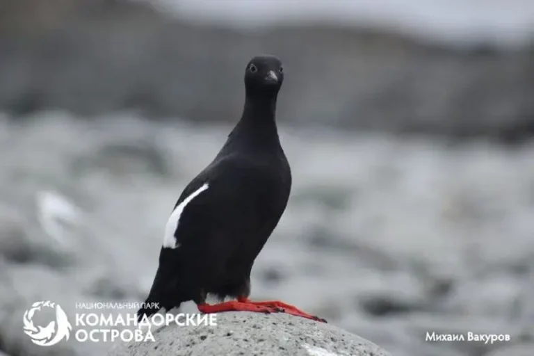 Pigeon Guillemots Nest Alongside Tufted Puffins on Toporkov Island
