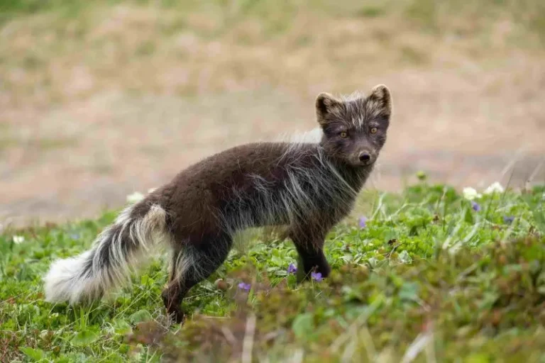 Student Expedition Monitors Arctic Foxes on Bering Island