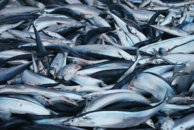 Ocean Warming Drives Pacific Saury from Kurils to Kamchatka