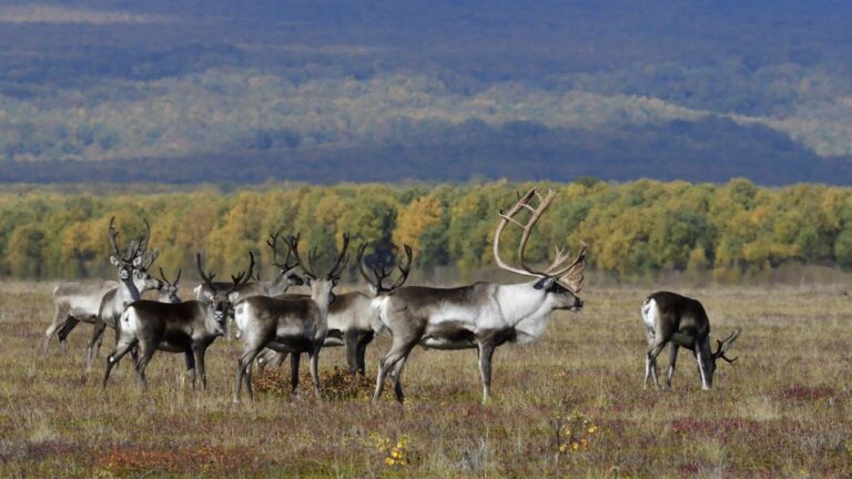 Kamchatka Wild Reindeer Begin Delayed Autumn Migration