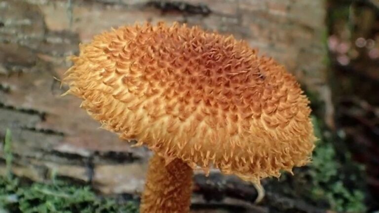 Rare Mushroom Species Discovered in Kamchatka Region