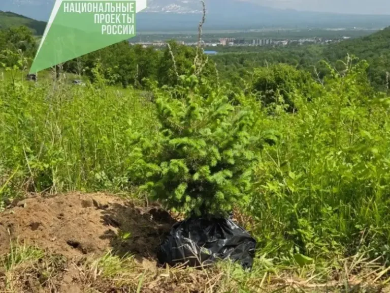 Kamchatka to Plant Over 73,000 Trees in Major Reforestation Effort