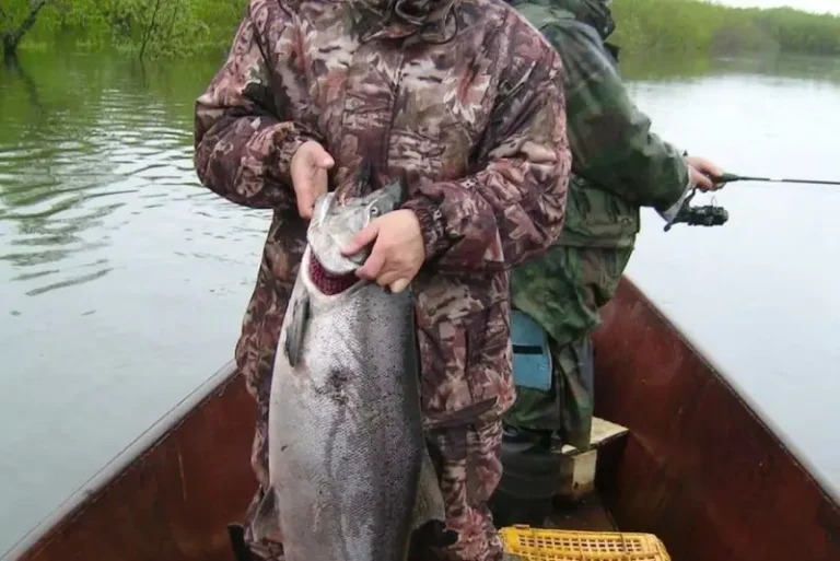 Indigenous Salmon Fishing Season Extended on the Avacha River