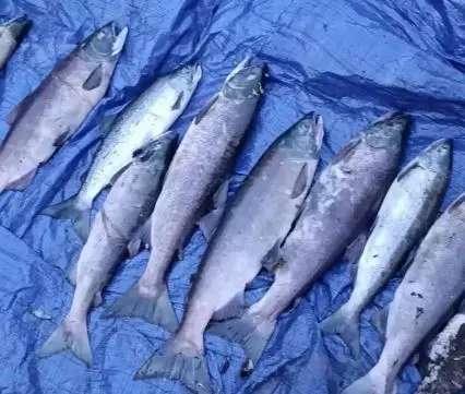 Kamchatka Fishery Inspectors Apprehend 57 Poachers in One Week