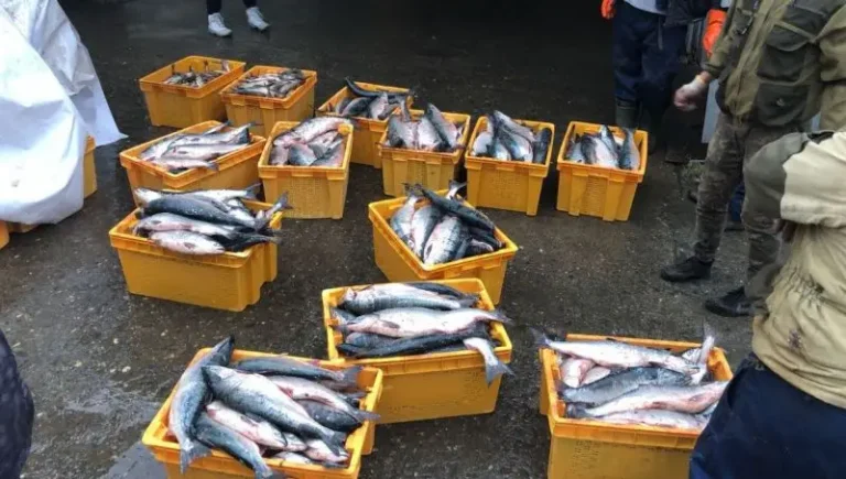 Kamchatka Inspectors Seize Over 400 Kilograms of Poached Salmon