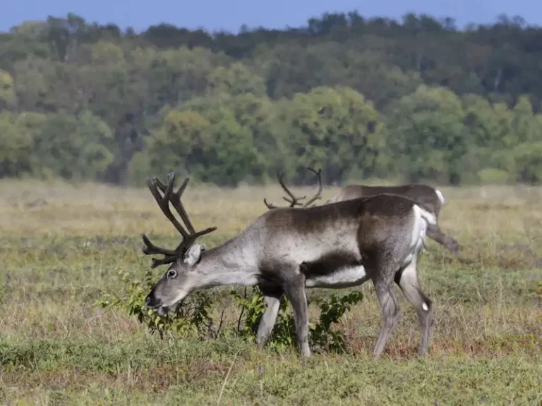 Wild Reindeer Rutting Season Begins in Kamchatka’s Kronotsky Reserve
