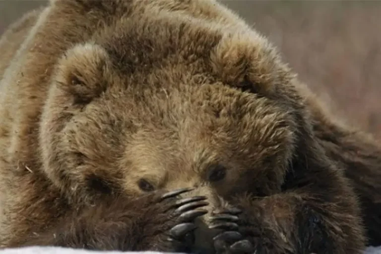 New Bear Glossary Promotes Safety and Wildlife Coexistence