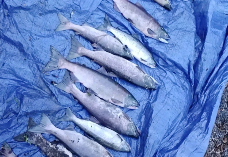 Fishery Inspectors Detain Salmon Poachers on Lake Dalneye