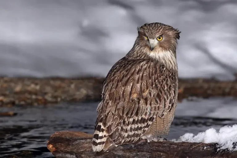 Conservationists Build Nests for Endangered Fish Owls in Primorsky Krai