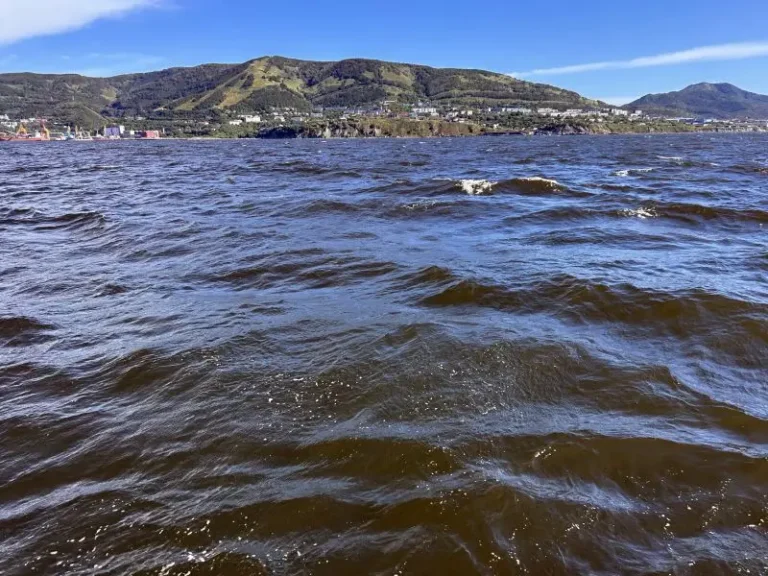 Algal Blooms and Sewage Linked to Starfish Deaths in Avacha Bay