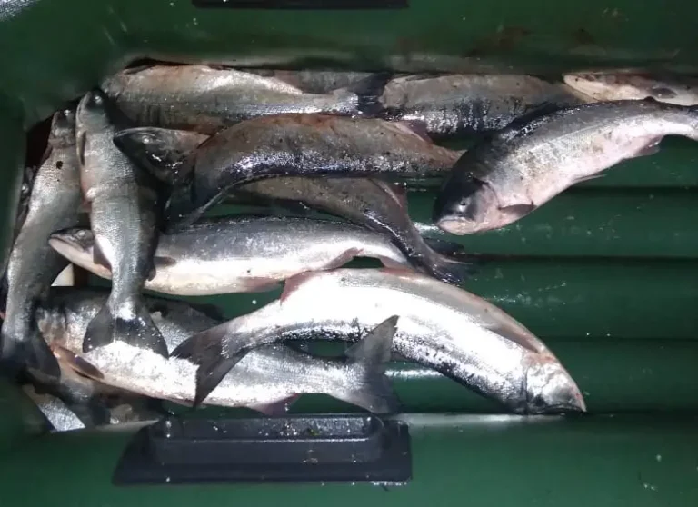 Kamchatka Fishery Inspectors Seize Over 100 kg of Poached Catch
