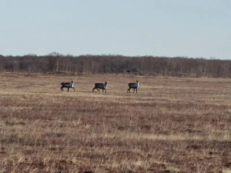Kamchatka Reindeer Retain Antlers Late Into Winter Season