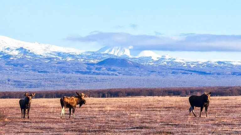 Moose Approach Infrastructure at Kronotsky Reserve