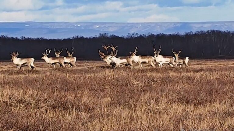 Wild Reindeer Herd Monitored in Kamchatka Amid Biological Rhythm Shifts