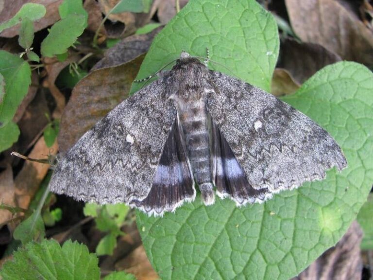 Rare Blue Underwing Moth Sighted in Kamchatka Nature Reserve