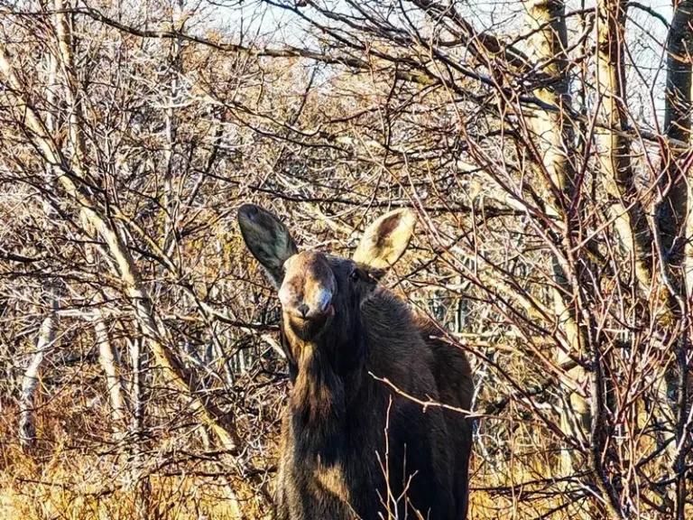 Unusual Moose Group Winters at Kronotsky Nature Reserve