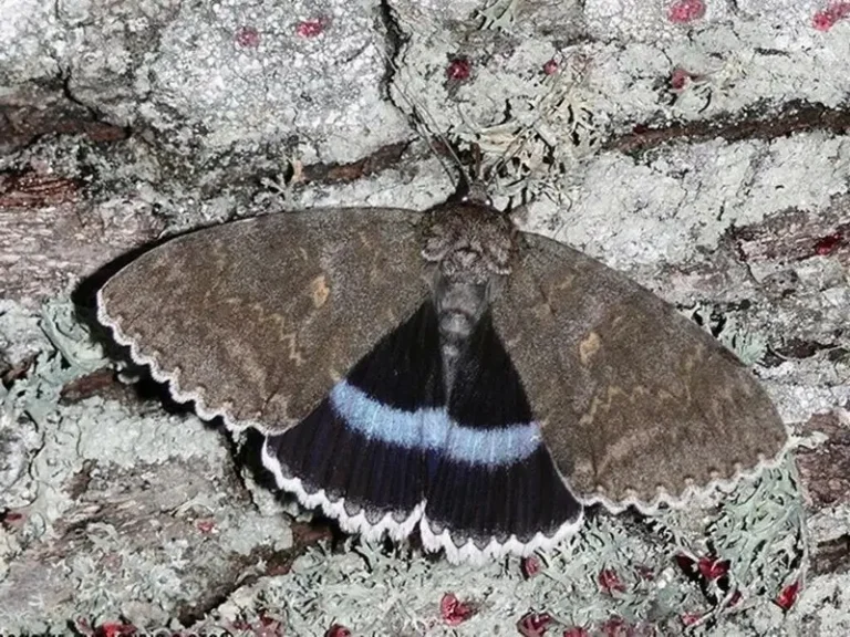 Rare Blue Underwing Butterfly Spotted in Kamchatka Nature Reserve