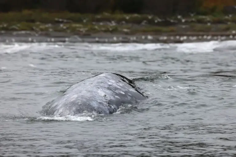 Researchers Monitor Gray Whales from Kamchatka Shoreline Amid Autumn Storms