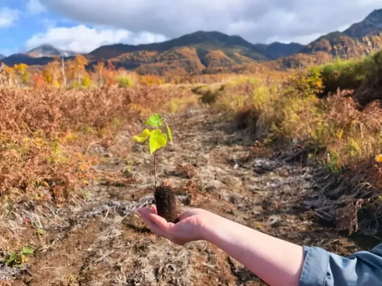 Over 13,000 Trees Planted in Kamchatka Forest Restoration