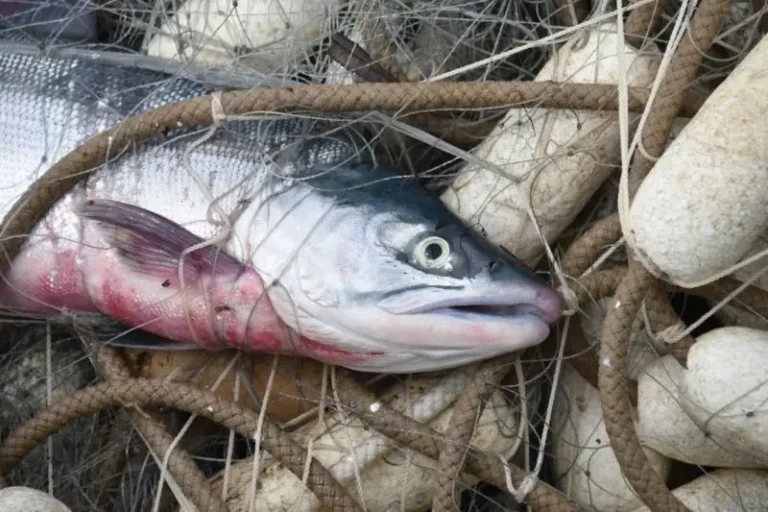 Kamchatka Fishery Patrols Detain 18 Violators, Seize Catch