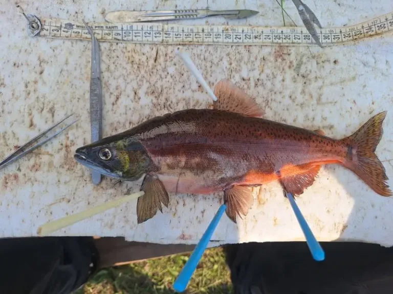 Researchers Search for New Kokanee Salmon Forms in Lake Kronotsky