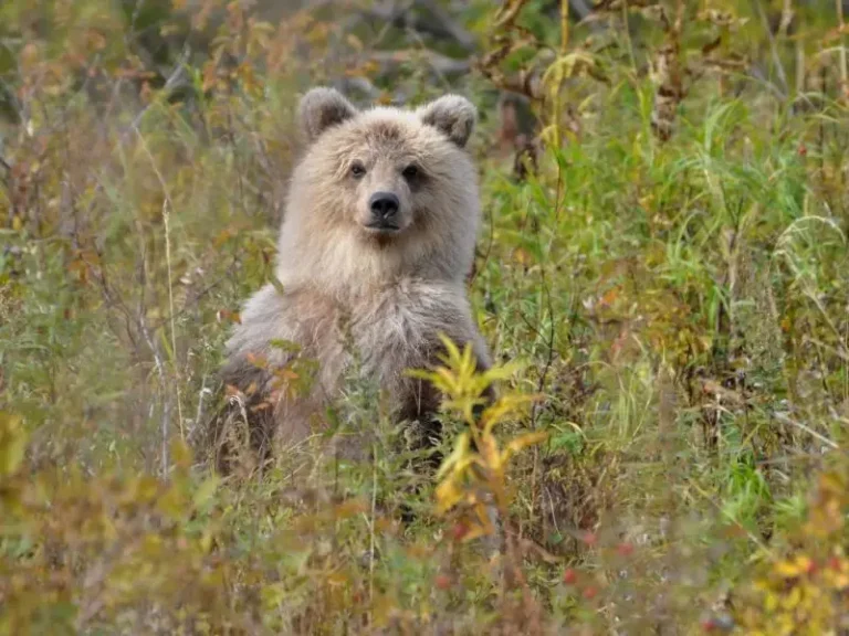 Kamchatka Bears Forage for Berries and Cones Ahead of Hibernation