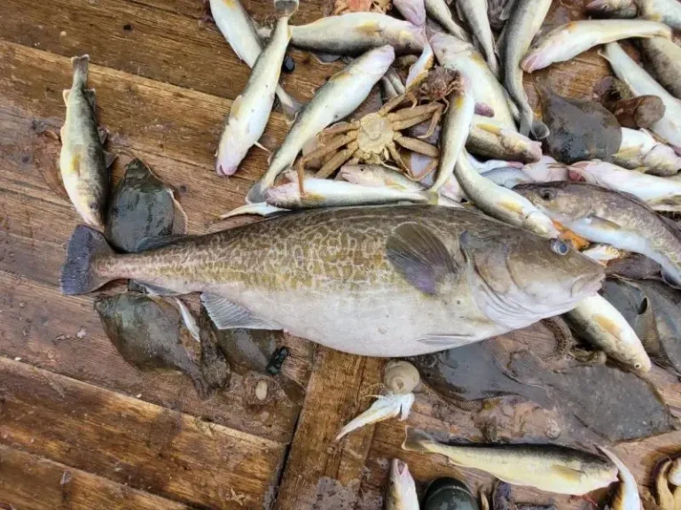 Cod Biomass Increases 36 Percent on West Kamchatka Shelf